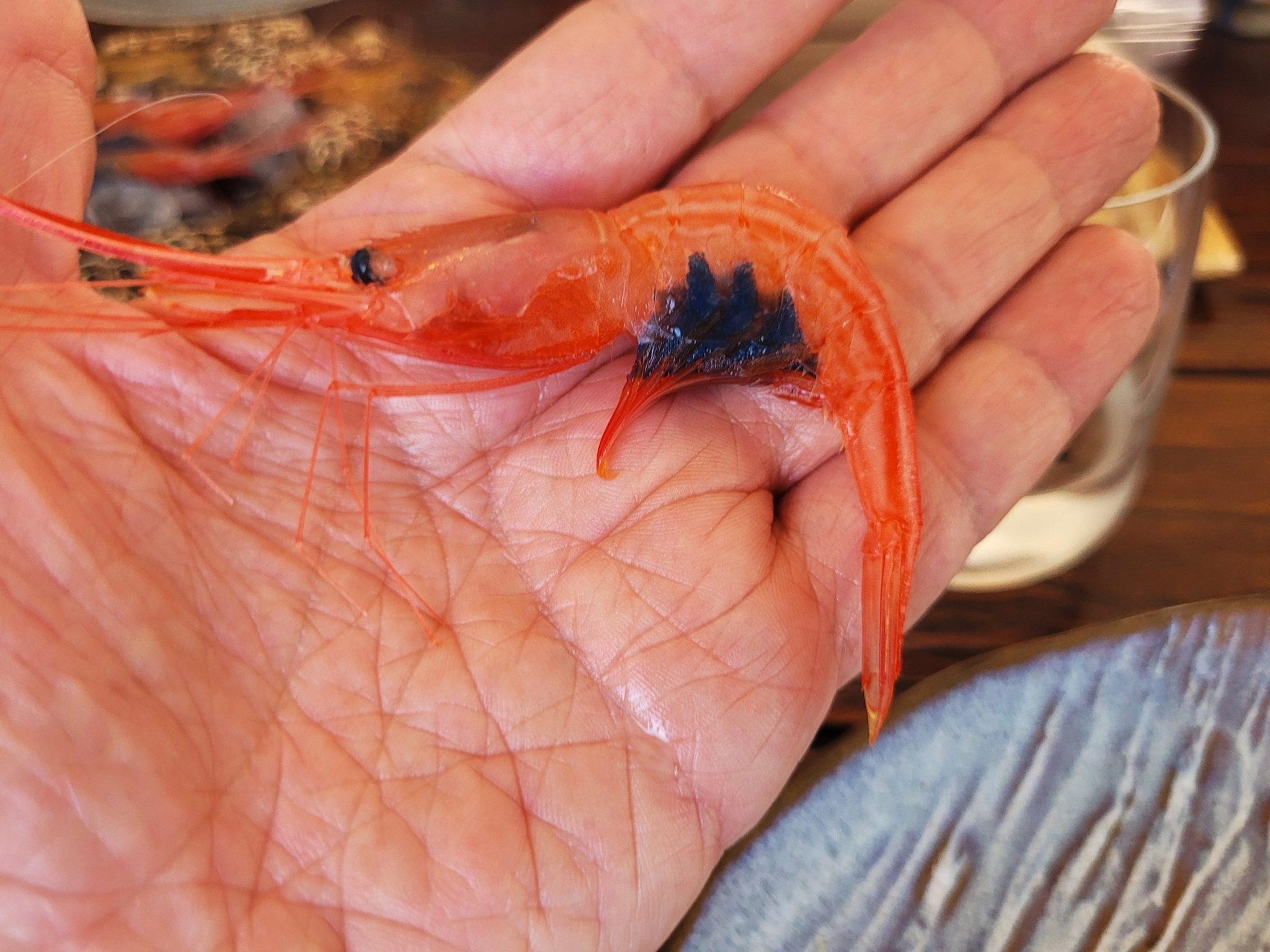 Gamba La Santa SeBE